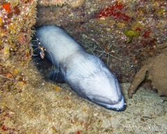 Conger marginatus