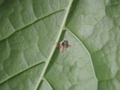 Furia ithacensis