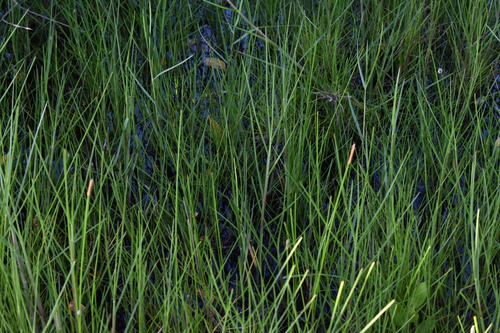 Image of Eleocharis cellulosa by (c) Kristály Cravens-Liszak, some rights reserved (CC BY)