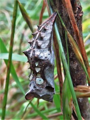 Polygonia interrogationis