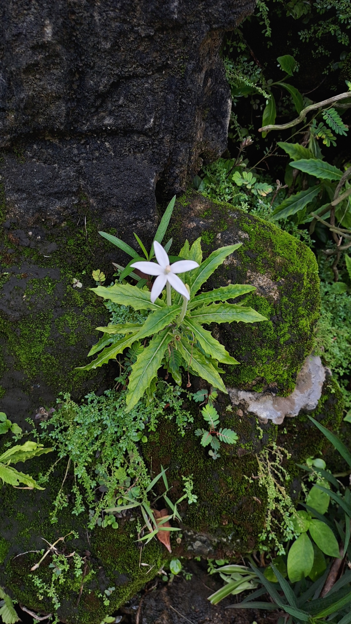 Hippobroma longiflora — ảnh 3