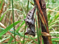 Polygonia interrogationis