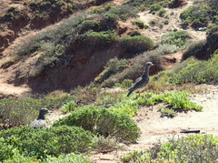 Burhinus capensis capensis