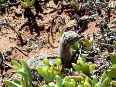 Burhinus capensis capensis