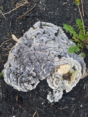Trametes versicolor image