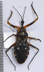 Amulius