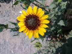 Helianthus laciniatus