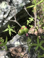 Rhododendron prinophyllum