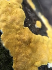 Trichoderma sulphureum