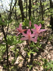 Rhododendron prinophyllum