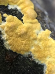 Trichoderma sulphureum