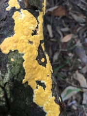 Trichoderma sulphureum