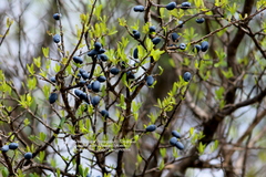 Forestiera phillyreoides