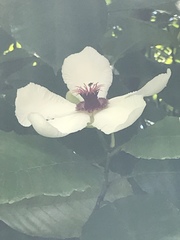 Dillenia philippinensis