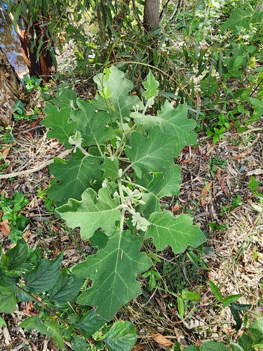 Solanum torvum iNat (1)