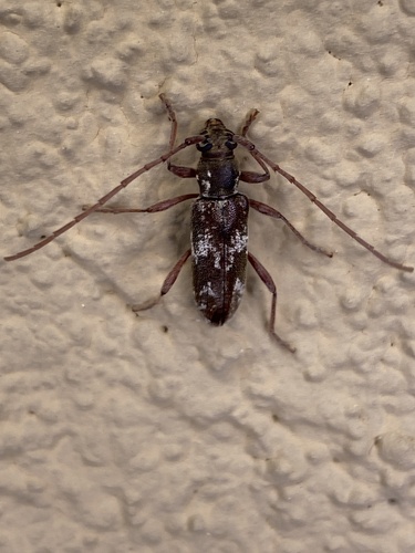 Anelaphus maculatum