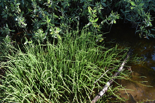 Image of Salicornia ambigua by (c) Kristály Cravens-Liszak, some rights reserved (CC BY)