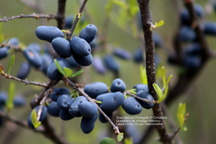 Forestiera phillyreoides