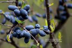 Forestiera phillyreoides