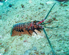 Panulirus marginatus