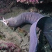 Broadgilled Hagfish - Photo (c) mattruglys, some rights reserved (CC BY-NC)