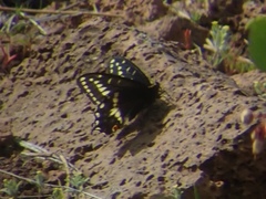 Papilio indra
