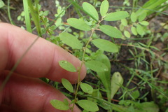 Phyllanthus caroliniensis