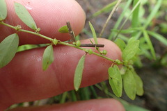 Phyllanthus caroliniensis
