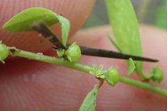 Phyllanthus caroliniensis