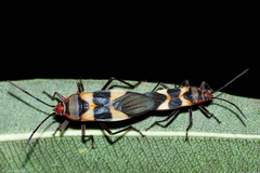 Oncopeltus unifasciatellus