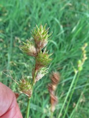 Carex tetrastachya