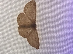 Cosymbiini