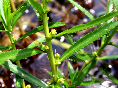 Proserpinaca palustris crebra