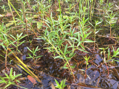 Proserpinaca palustris crebra