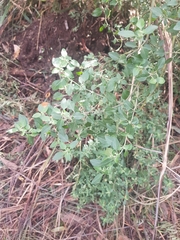 Prostanthera melissifolia