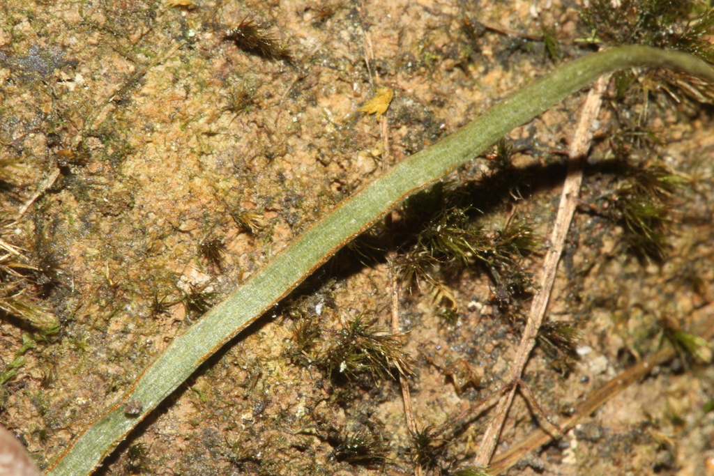 Haplopteris angustifolia