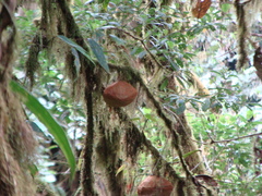 Lecythidaceae