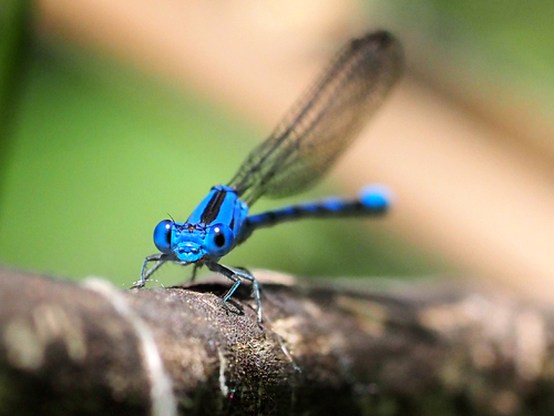 Vivid Dancer photographed in Colorado