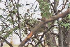 Icterus bullockii