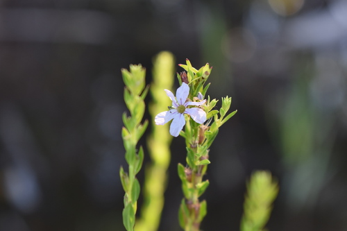 Image of Lythrum lineare by (c) Kristály Cravens-Liszak, some rights reserved (CC BY)