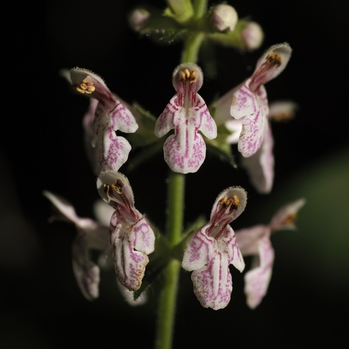 heartleaf hedgenettle (Stachys cordata)