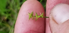 Carex texensis