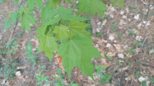 Jalisco maple (Acer binzayedii)