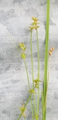 Carex texensis
