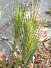Hordeum murinum