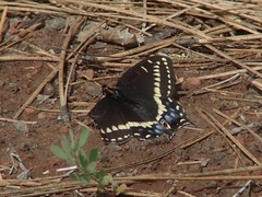 Papilio indra