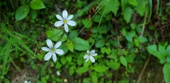 Sisyrinchium albidum