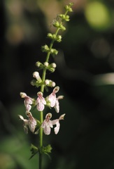 Stachys nuttallii