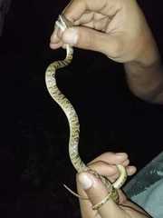 Leptodeira ashmeadii