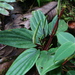 Peperomia ecuadorensis - Photo (c) Holger Beck, alguns direitos reservados (CC BY-NC), enviado por Holger Beck